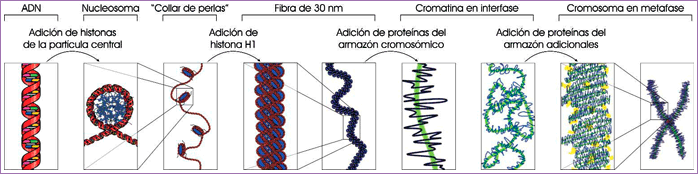 Compactación de la cromatina