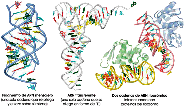 Clases de ARN