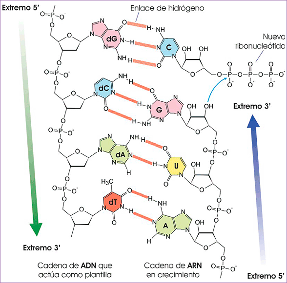 Formación de ARN