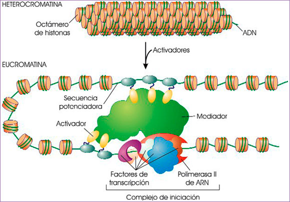 Activadores de la transcripción