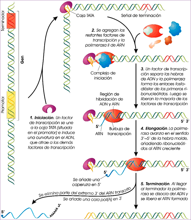 Etapas de la transcripción