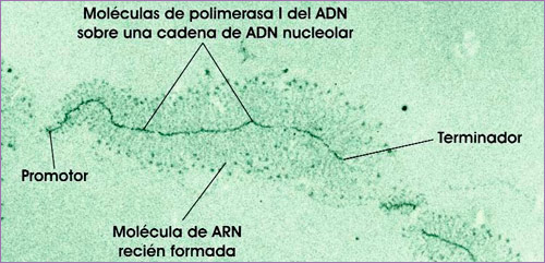 Transcripción de un preARNr