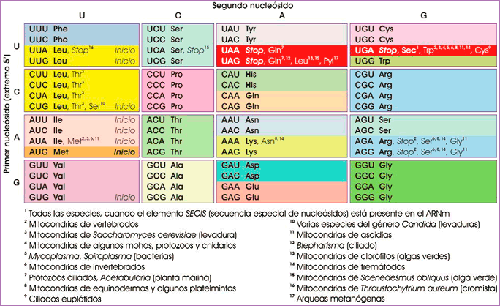 Tabla del código genético