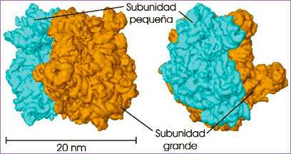 Ribosoma