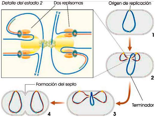 Avance del ADN en replicación bacteriana