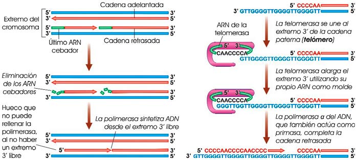 Acortamiento de los telómeros