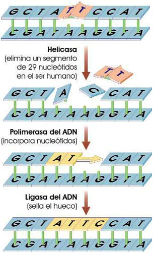 Reparación del ADN