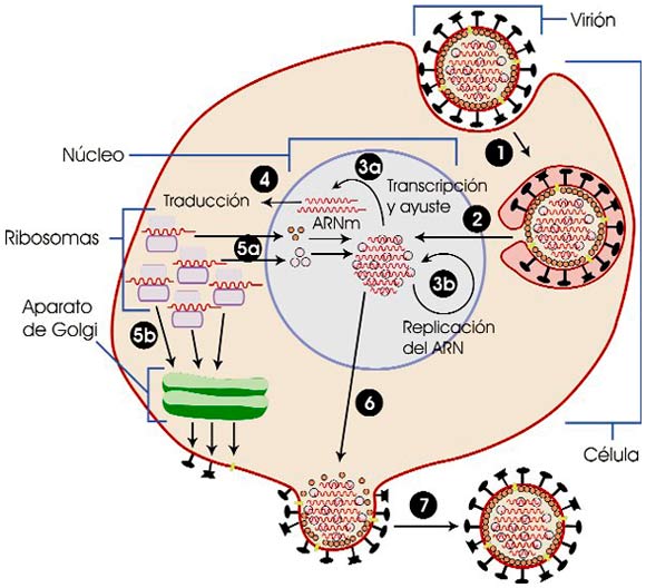 Ciclo del virus de la influenza A