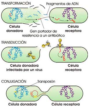 Procesos parasexuales