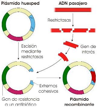 Obtención de un plásmido recombinante