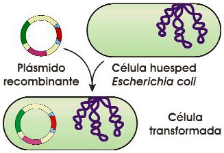 Introducción del plásmido