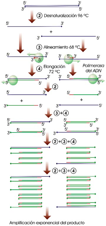 Ciclos de PCR