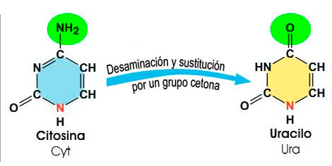 Desaminación de citosina