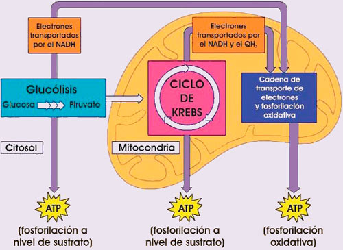 Esquema de las etapas de obtención de energía