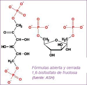 1,6-bisfosfato de fructosa 1,6-bisfosfato de fructosa