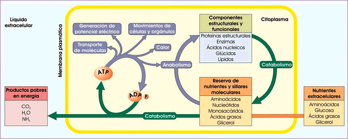 Ciclo del ATP de Lipmann Ciclo del ATP de Lipmann