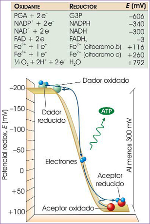 Potenciales redox