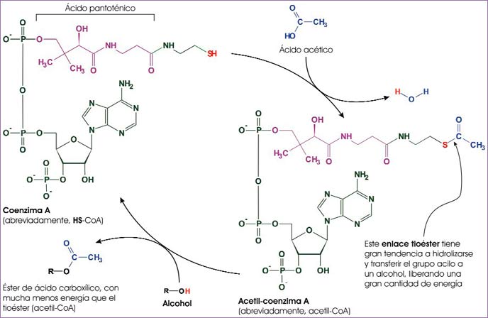 Papel de la CoA