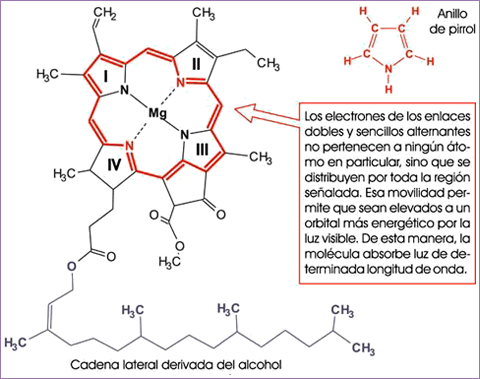 Estructura de la clorofila