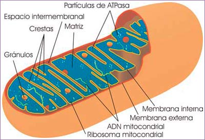 Mitocondria