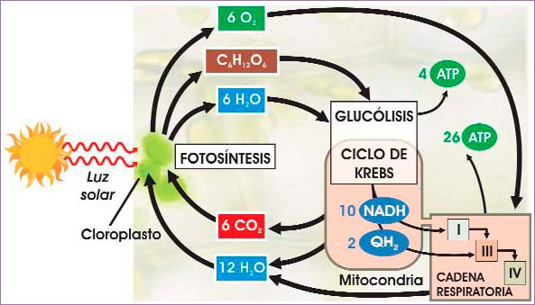 Nuevo esquema del ciclo del carbono