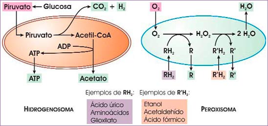 Hidrogenosoma y peroxisoma