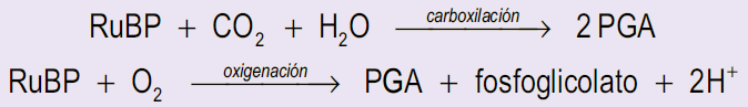 Formación fosfoglicolato