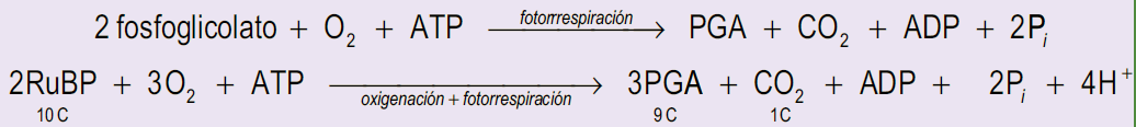 Reacción 4