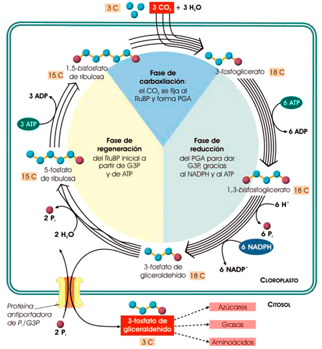 Ciclo de Calvin