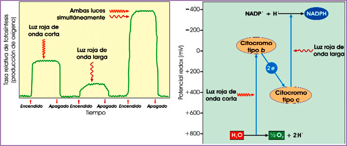 Efecto Emerson