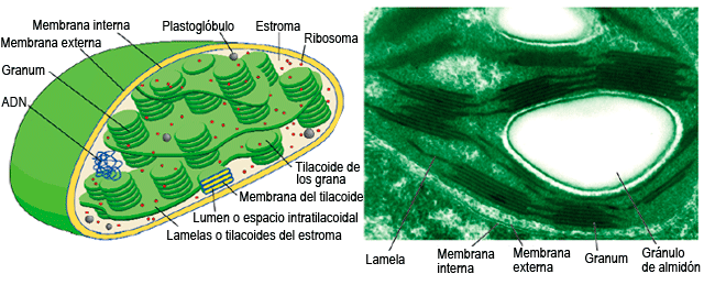 Estructura del cloroplasto