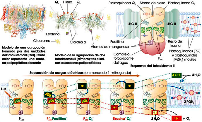 Transferencia de electrones en el fotosistema II