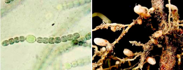 Nostoc y Rhizobium