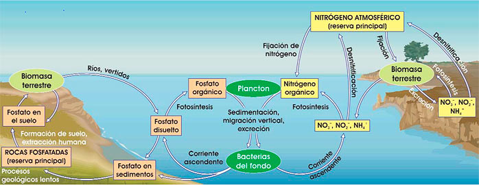 Ciclos del nitrógeno y fósforo