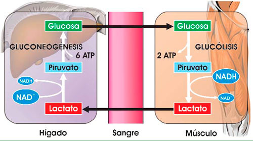 NADH/NAD+ en músculo e hígado
