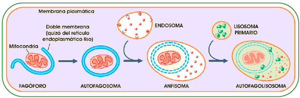 Autofagia