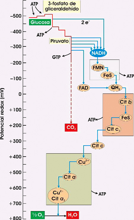 Flujo de electrones en la respiración.
