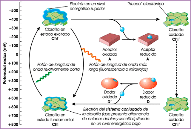 Clorofila y potencial redox