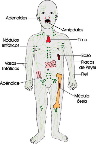 Órganos del sistema inmunitario