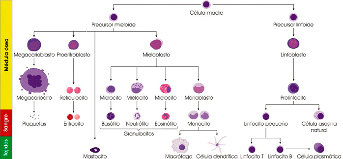 Origen de las células sanguíneas