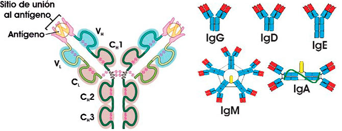 Estructura de los anticuerpos