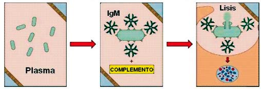 Activación del complemento