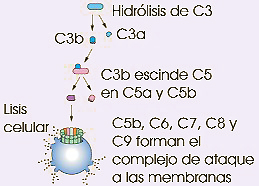 Activación del complemento