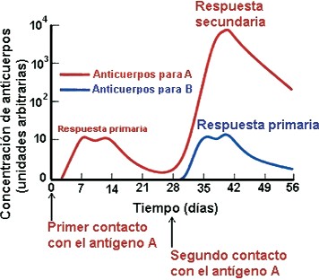 Respuesta inmunitaria en el tiempo