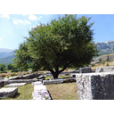 En la región del Epiro se encuentra el santuario de Zeus en Dodona, uno de los más antiguos de la península. Allí se encontraba la encina sagrada. 