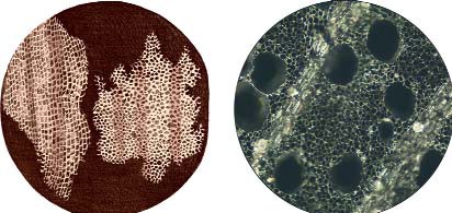 Imágenes de corcho al microscopio