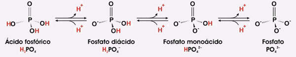 Tampón fosfato